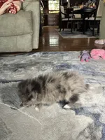 Merlin, a male Pomeranian for sale in Marion, OH – 4 of 4