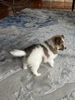 Lilly, a female Shetland Sheepdog for sale in Marion, OH – 4 of 4