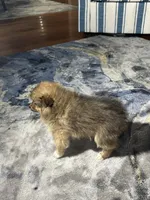 Sadie, a female Pomeranian for sale in Marion, OH – 2 of 4