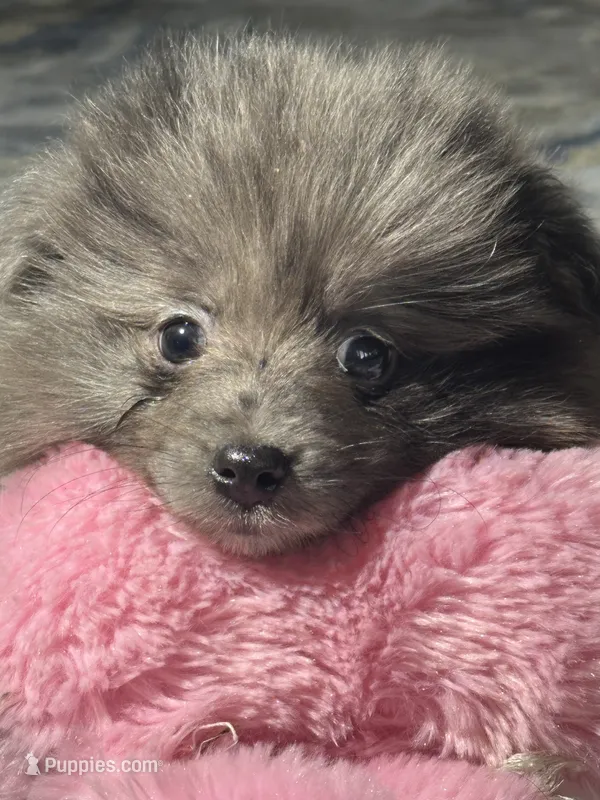Kisses – Pomeranian puppy for sale in Marion, OH