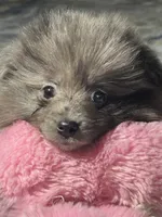 Kisses, a male Pomeranian for sale in Marion, OH – 1 of 2