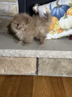 Cocoa On Hold, a female Pomeranian for sale in Marion, OH – 3 of 4
