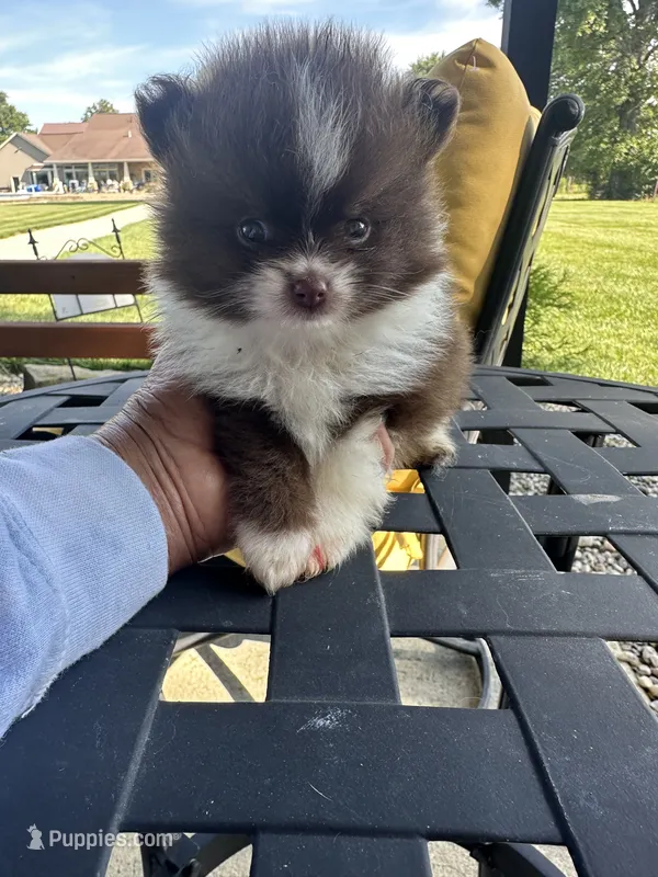 Mocha – Pomeranian puppy for sale in Marion, OH