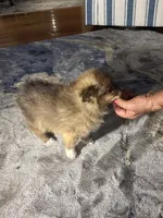 Sadie, a female Pomeranian for sale in Marion, OH – 3 of 4