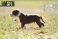 Jameson, a male American Bulldog for sale in Summerville, GA – 4 of 5