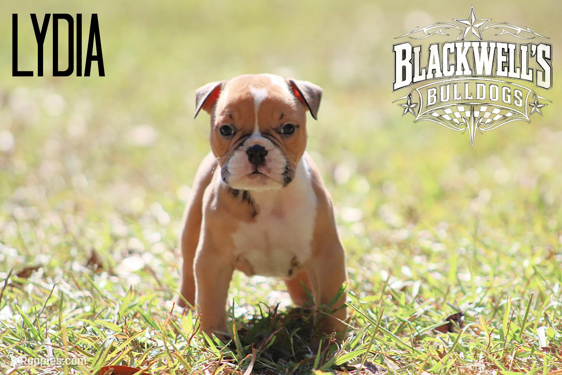 Lydia, a female Olde English Bulldogge for sale in Summerville, GA – 1 of 4