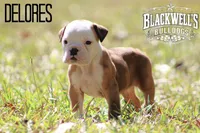 Dolores , a female Olde English Bulldogge for sale in Summerville, GA – 4 of 4