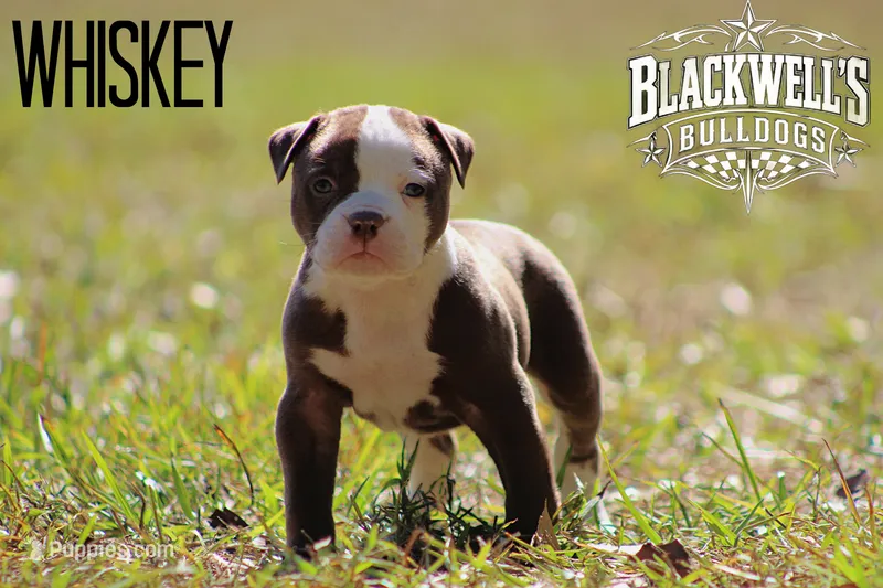 Whiskey  – American Bulldog puppy for sale in Summerville, GA