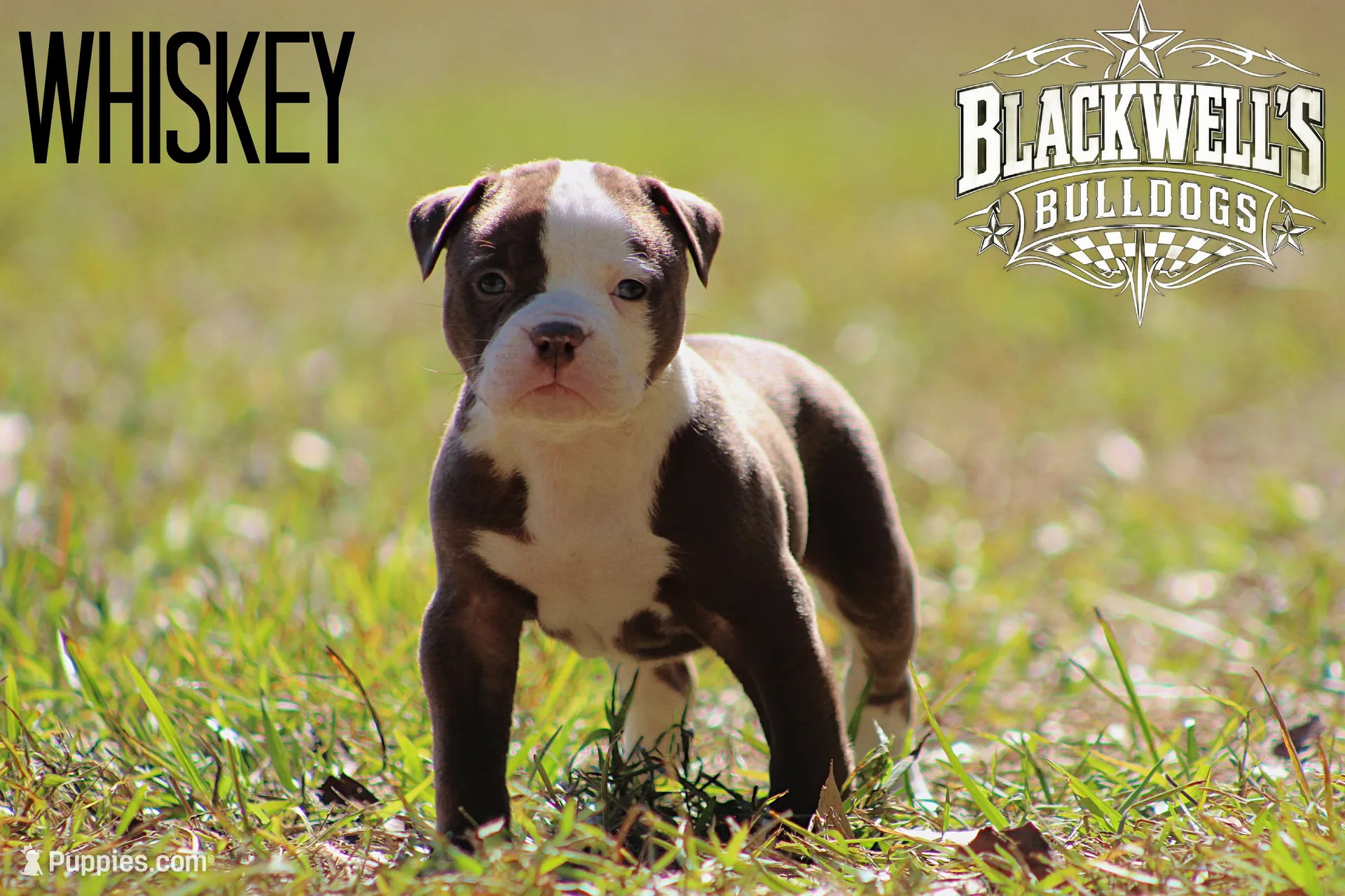 Whiskey , a male American Bulldog for sale in Summerville, GA – 1 of 4