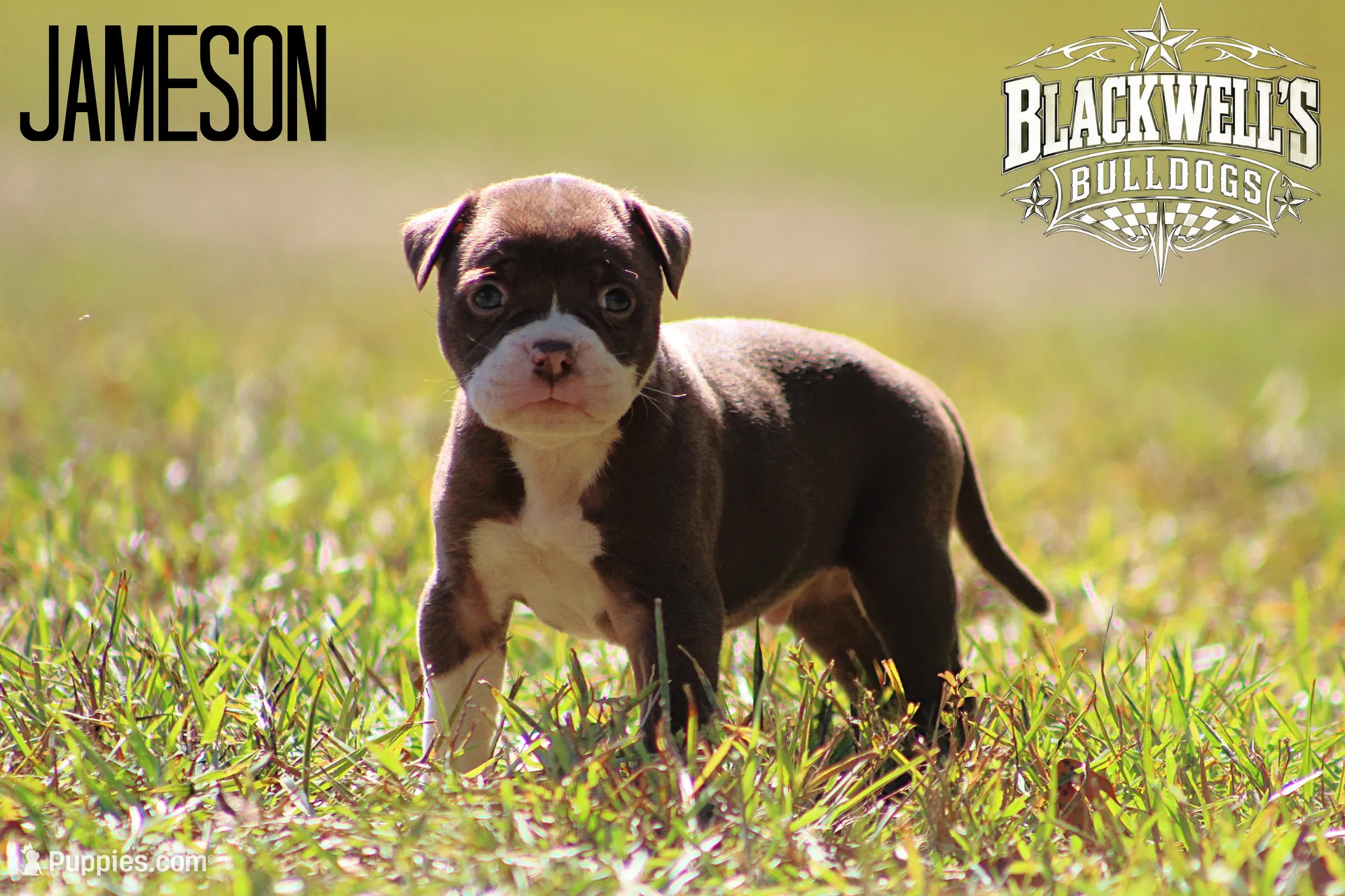Jameson, a male American Bulldog for sale in Summerville, GA – 1 of 5