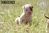 Thunderstruck , a male American Bulldog for sale in Summerville, GA – 5 of 5
