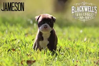 Jameson, a male American Bulldog for sale in Summerville, GA – 3 of 5