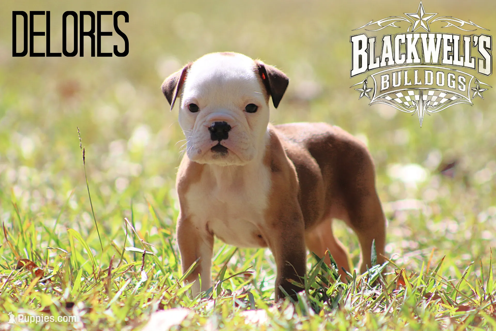 Dolores , a female Olde English Bulldogge for sale in Summerville, GA – 1 of 4