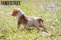 Thunderstruck , a male American Bulldog for sale in Summerville, GA – 4 of 5