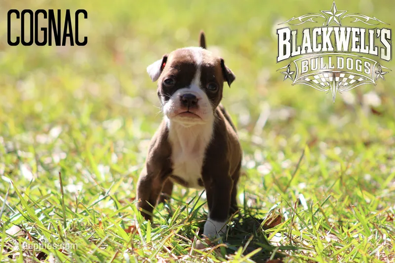 Cognac, a male American Bulldog for sale in Summerville, GA – 1 of 5
