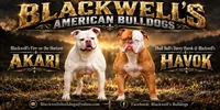 Thunderstruck , a male American Bulldog for sale in Summerville, GA – 2 of 5