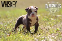 Whiskey , a male American Bulldog for sale in Summerville, GA – 2 of 4