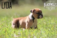 Lydia, a female Olde English Bulldogge for sale in Summerville, GA – 4 of 4