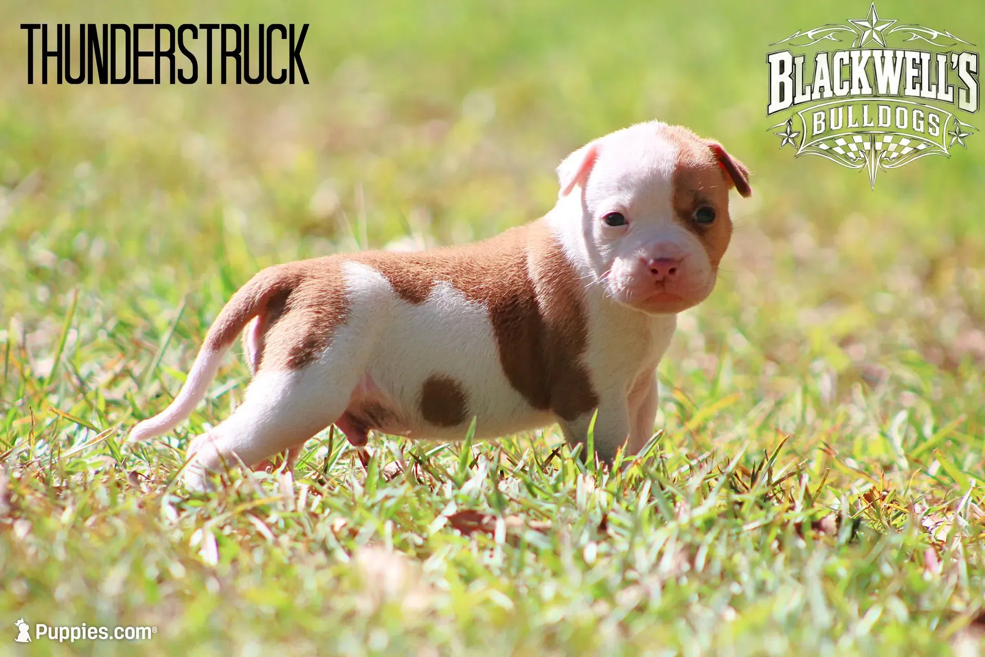 Thunderstruck , a male American Bulldog for sale in Summerville, GA – 1 of 5