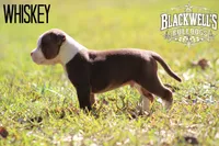Whiskey , a male American Bulldog for sale in Summerville, GA – 3 of 4