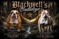 Lydia, a female Olde English Bulldogge for sale in Summerville, GA – 2 of 4
