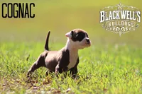 Cognac, a male American Bulldog for sale in Summerville, GA – 4 of 5