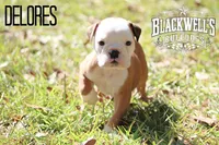 Dolores , a female Olde English Bulldogge for sale in Summerville, GA – 3 of 4