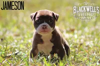 Jameson, a male American Bulldog for sale in Summerville, GA – 5 of 5