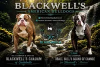 Whiskey , a male American Bulldog for sale in Summerville, GA – 4 of 4