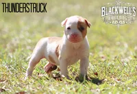 Thunderstruck , a male American Bulldog for sale in Summerville, GA – 3 of 5