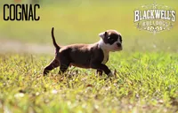 Cognac, a male American Bulldog for sale in Summerville, GA – 5 of 5