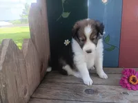 Sadie, a female Shetland Sheepdog for sale in Ava, IL – Photo 3 of 3