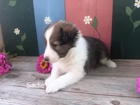 Sadie, a female Shetland Sheepdog for sale in Ava, IL – Photo 1 of 3