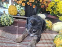 Dylan, a male Cavalier King Charles Spaniel for sale in Ava, IL – Photo 1 of 3