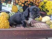 Dylan, a male Cavalier King Charles Spaniel for sale in Ava, IL – Photo 2 of 3