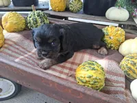 Dylan, a male Cavalier King Charles Spaniel for sale in Ava, IL – Photo 3 of 3