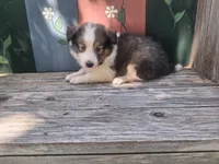 Sophie, a female Shetland Sheepdog for sale in Ava, IL – 3 of 4