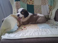 Bonnie , a female Saint Bernard for sale in Ava, IL – Photo 6 of 7