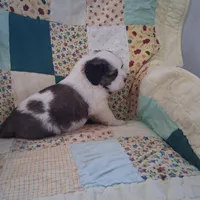 Bonnie , a female Saint Bernard for sale in Ava, IL – Photo 3 of 7