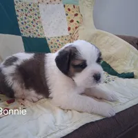 Bonnie , a female Saint Bernard for sale in Ava, IL – Photo 1 of 7