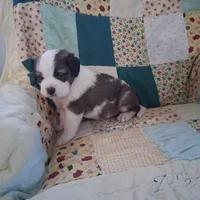 Bonnie , a female Saint Bernard for sale in Ava, IL – Photo 2 of 7