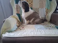 Bonnie , a female Saint Bernard for sale in Ava, IL – Photo 7 of 7