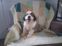 Bonnie , a female Saint Bernard for sale in Ava, IL – Photo 5 of 7