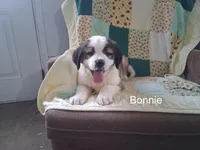 Bonnie , a female Saint Bernard for sale in Ava, IL – Photo 4 of 7