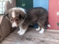 Sally, a female Shetland Sheepdog for sale in Ava, IL – Photo 6 of 6