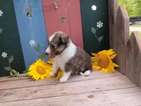 Sally, a female Shetland Sheepdog for sale in Ava, IL – Photo 2 of 6