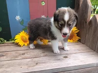 Sally, a female Shetland Sheepdog for sale in Ava, IL – Photo 1 of 6