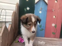 Sally, a female Shetland Sheepdog for sale in Ava, IL – Photo 4 of 6