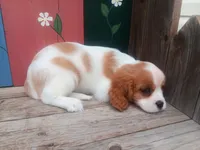 Stephanie, a female Cavalier King Charles Spaniel for sale in Ava, IL – Photo 3 of 3