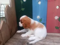 Stephanie, a female Cavalier King Charles Spaniel for sale in Ava, IL – Photo 1 of 3